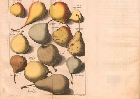Reproducción/Reproduction 27409566377: Pomologie,. Amsterdam,M. Magérus,1771.. 