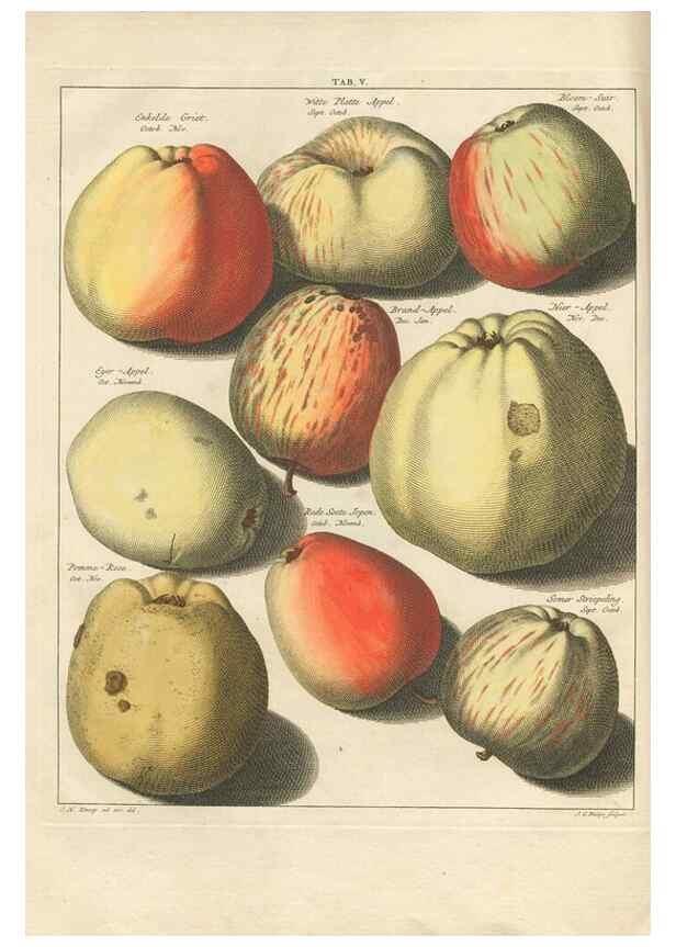 Reproducción/Reproduction 42233039922: Pomologia :. Te Leeuwarden, :By Abraham Ferwerda, ...,1758.. 