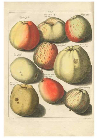 Reproducción/Reproduction 42233039922: Pomologia :. Te Leeuwarden, :By Abraham Ferwerda, ...,1758.. 