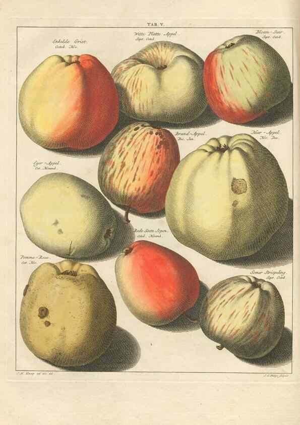 Reproducción/Reproduction 42233039922: Pomologia :. Te Leeuwarden, :By Abraham Ferwerda, ...,1758.. 