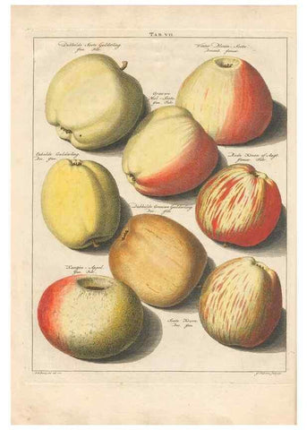 Reproducción/Reproduction 42233049172: Pomologia :. Te Leeuwarden, :By Abraham Ferwerda, ...,1758.. 
