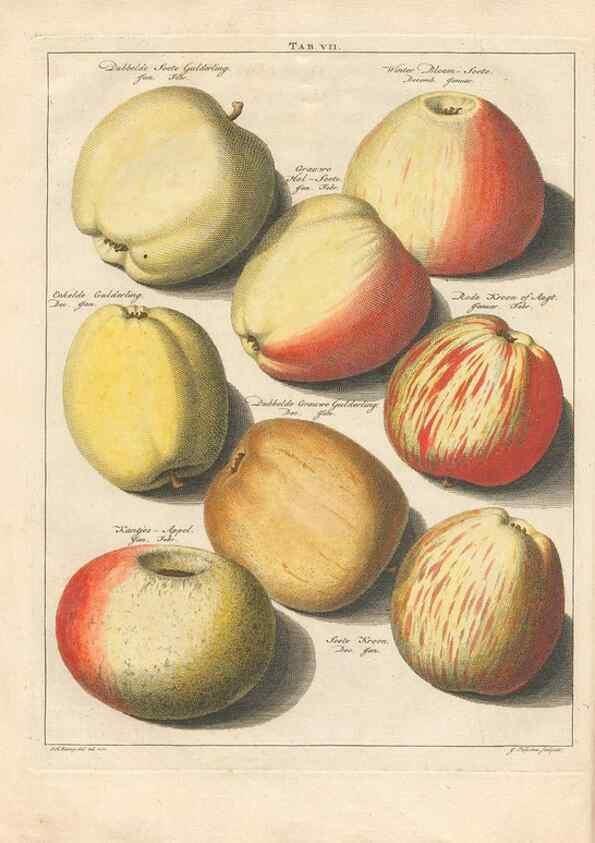Reproducción/Reproduction 42233049172: Pomologia :. Te Leeuwarden, :By Abraham Ferwerda, ...,1758.. 