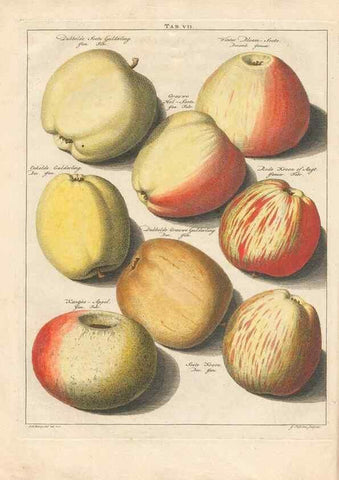 Reproducción/Reproduction 42233049172: Pomologia :. Te Leeuwarden, :By Abraham Ferwerda, ...,1758.. 