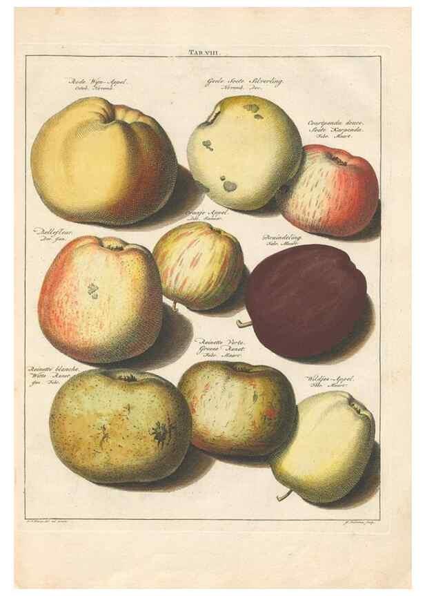 Reproducción/Reproduction 42233051712: Pomologia :. Te Leeuwarden, :By Abraham Ferwerda, ...,1758.. 