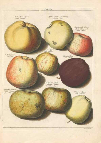 Reproducción/Reproduction 42233051712: Pomologia :. Te Leeuwarden, :By Abraham Ferwerda, ...,1758.. 