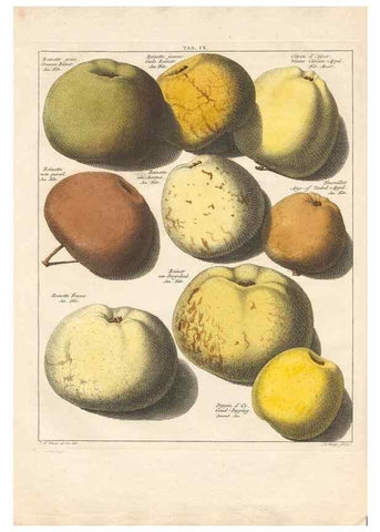 Reproducción/Reproduction 41558545304: Pomologia :. Te Leeuwarden, :By Abraham Ferwerda, ...,1758.. 