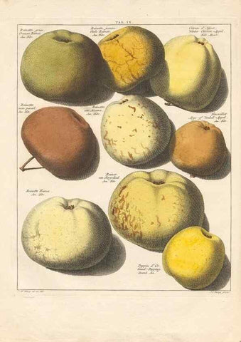 Reproducción/Reproduction 41558545304: Pomologia :. Te Leeuwarden, :By Abraham Ferwerda, ...,1758.. 