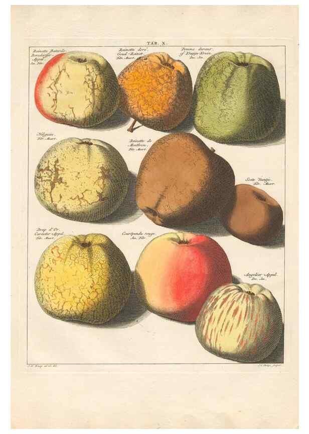 Reproducción/Reproduction 42233056592: Pomologia :. Te Leeuwarden, :By Abraham Ferwerda, ...,1758.. 