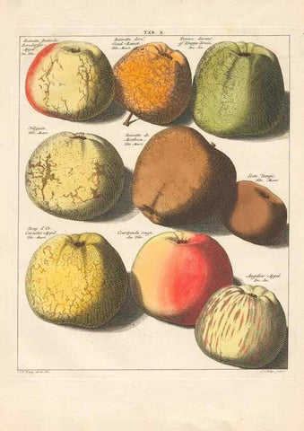 Reproducción/Reproduction 42233056592: Pomologia :. Te Leeuwarden, :By Abraham Ferwerda, ...,1758.. 