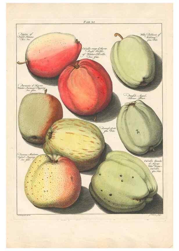 Reproducción/Reproduction 27409140337: Pomologia :. Te Leeuwarden, :By Abraham Ferwerda, ...,1758.. 