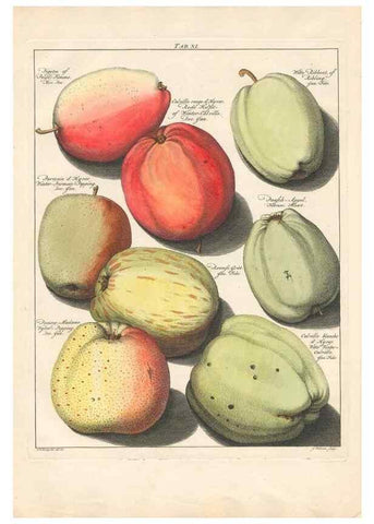 Reproducción/Reproduction 27409140337: Pomologia :. Te Leeuwarden, :By Abraham Ferwerda, ...,1758.. 
