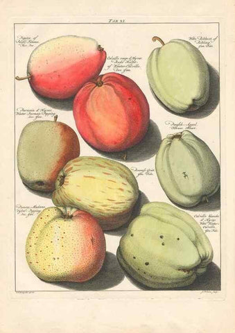 Reproducción/Reproduction 27409140337: Pomologia :. Te Leeuwarden, :By Abraham Ferwerda, ...,1758.. 