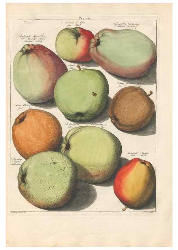 Reproducción/Reproduction 42279735551: Pomologia :. Te Leeuwarden, :By Abraham Ferwerda, ...,1758.. 