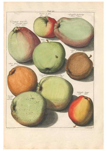 Reproducción/Reproduction 42279735551: Pomologia :. Te Leeuwarden, :By Abraham Ferwerda, ...,1758.. 