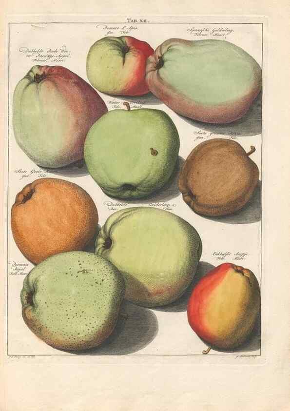 Reproducción/Reproduction 42279735551: Pomologia :. Te Leeuwarden, :By Abraham Ferwerda, ...,1758.. 