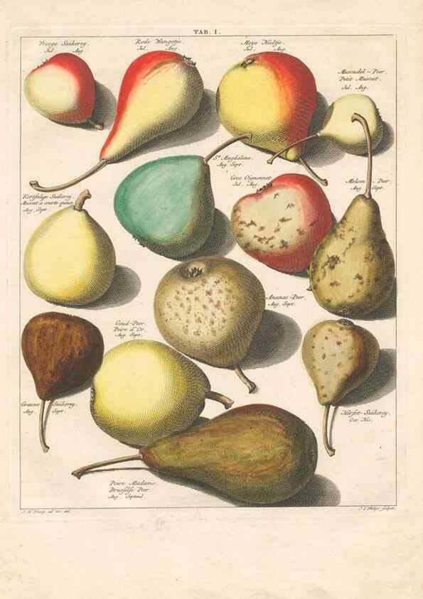 Reproducción/Reproduction 27409144237: Pomologia :. Te Leeuwarden, :By Abraham Ferwerda, ...,1758.. 