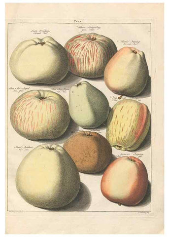 Reproducción/Reproduction 42233046612: Pomologia :. Te Leeuwarden, :By Abraham Ferwerda, ...,1758.. 