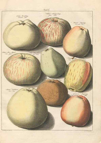 Reproducción/Reproduction 42233046612: Pomologia :. Te Leeuwarden, :By Abraham Ferwerda, ...,1758.. 