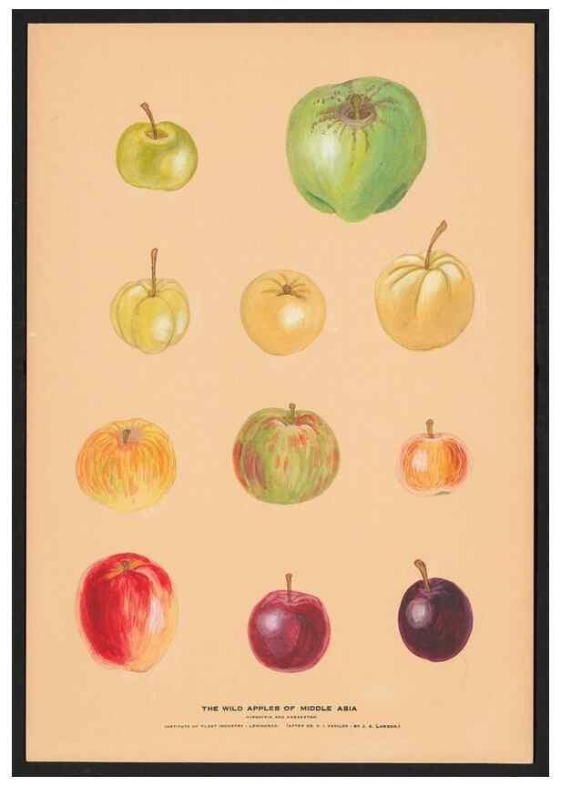 Reproducción/Reproduction 28406251548: Paintings of wild apples and wild pears collected by Russian botanists.. [Russia],. 