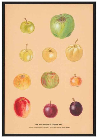 Reproducción/Reproduction 28406251548: Paintings of wild apples and wild pears collected by Russian botanists.. [Russia],. 