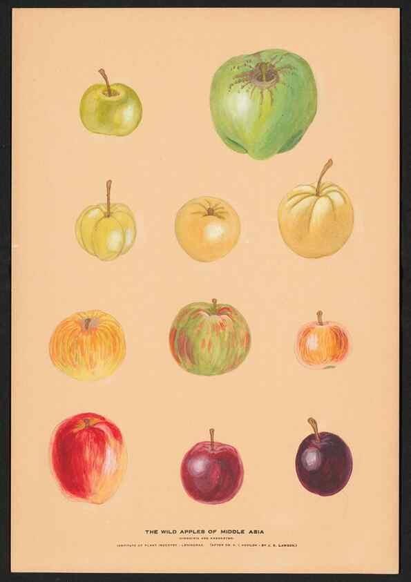 Reproducción/Reproduction 28406251548: Paintings of wild apples and wild pears collected by Russian botanists.. [Russia],. 
