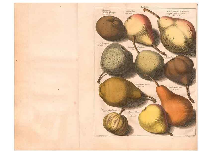Reproducción/Reproduction 41559044494: Pomologie,. Amsterdam,M. Magérus,1771.. 