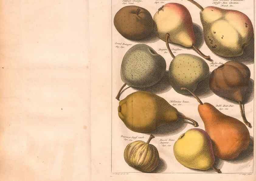 Reproducción/Reproduction 41559044494: Pomologie,. Amsterdam,M. Magérus,1771.. 