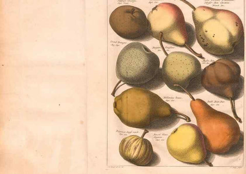 Reproducción/Reproduction 41559044494: Pomologie,. Amsterdam,M. Magérus,1771.. 