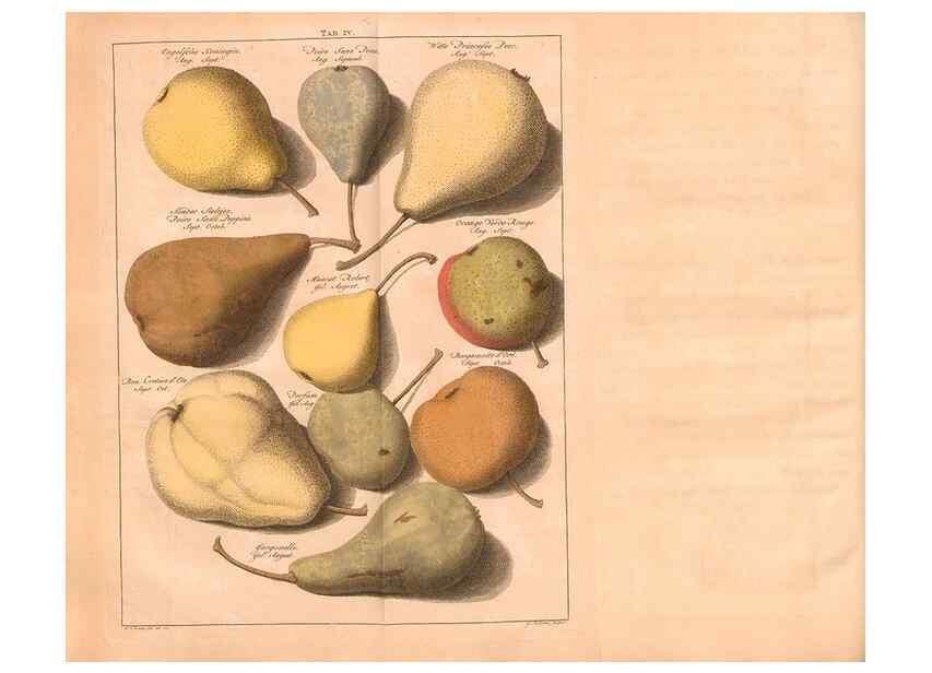 Reproducción/Reproduction 40473240430: Pomologie,. Amsterdam,M. Magérus,1771.. 