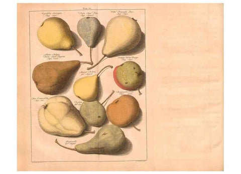 Reproducción/Reproduction 40473240430: Pomologie,. Amsterdam,M. Magérus,1771.. 