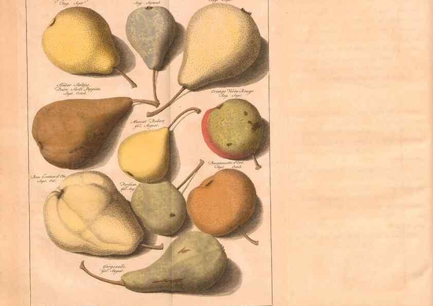 Reproducción/Reproduction 40473240430: Pomologie,. Amsterdam,M. Magérus,1771.. 