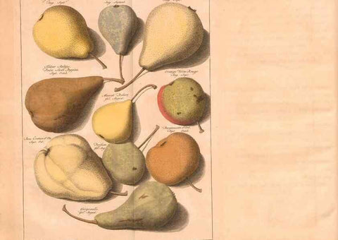 Reproducción/Reproduction 40473240430: Pomologie,. Amsterdam,M. Magérus,1771.. 