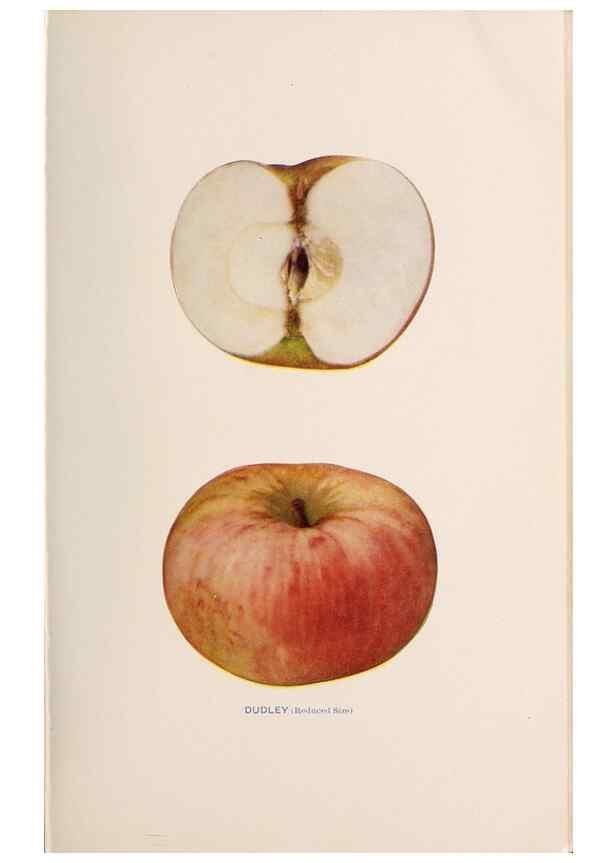 Reproducción/Reproduction 41559973534: The apples of New York /. Albany :J.B. Lyon,1905.. 