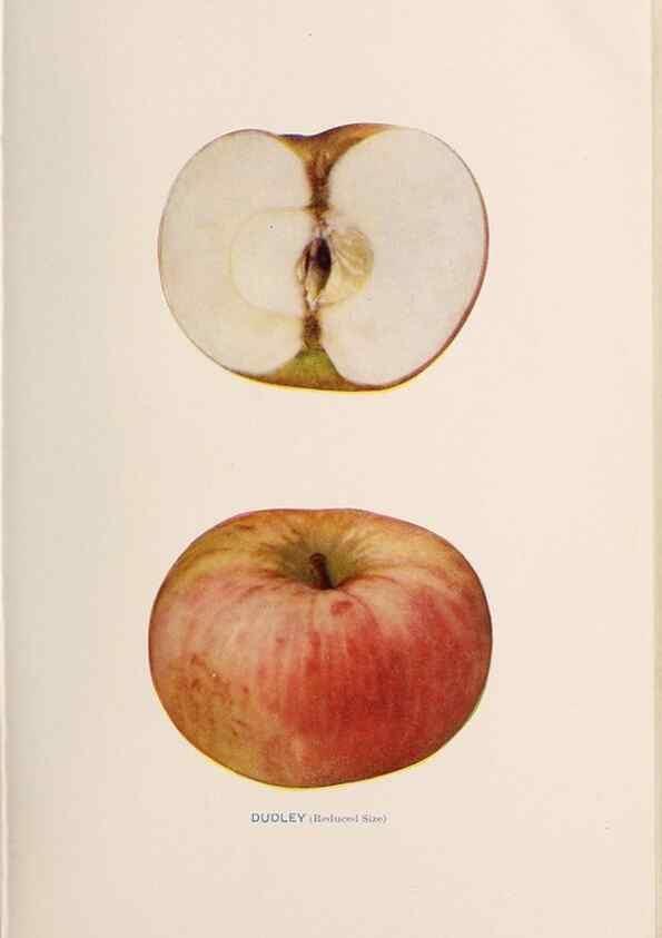 Reproducción/Reproduction 41559973534: The apples of New York /. Albany :J.B. Lyon,1905.. 