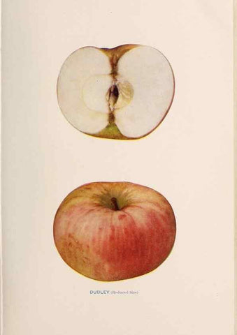 Reproducción/Reproduction 41559973534: The apples of New York /. Albany :J.B. Lyon,1905.. 