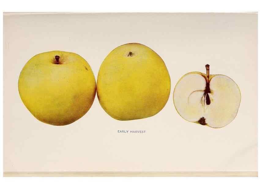 Reproducción/Reproduction 27410619587: The apples of New York /. Albany :J.B. Lyon,1905.. 