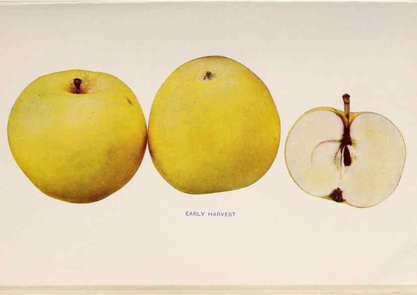 Reproducción/Reproduction 27410619587: The apples of New York /. Albany :J.B. Lyon,1905.. 