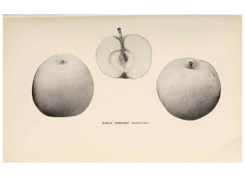 Reproducción/Reproduction 27410620927: The apples of New York /. Albany :J.B. Lyon,1905.. 