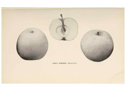 Reproducción/Reproduction 27410620927: The apples of New York /. Albany :J.B. Lyon,1905.. 