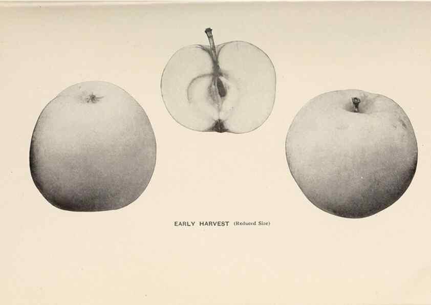Reproducción/Reproduction 27410620927: The apples of New York /. Albany :J.B. Lyon,1905.. 