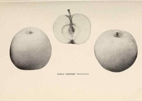 Reproducción/Reproduction 27410620927: The apples of New York /. Albany :J.B. Lyon,1905.. 