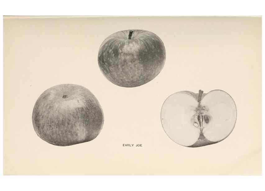 Reproducción/Reproduction 42234476372: The apples of New York /. Albany :J.B. Lyon,1905.. 