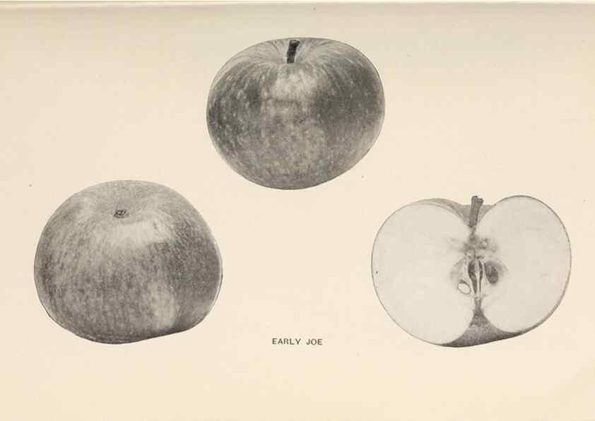 Reproducción/Reproduction 42234476372: The apples of New York /. Albany :J.B. Lyon,1905.. 