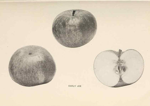 Reproducción/Reproduction 42234476372: The apples of New York /. Albany :J.B. Lyon,1905.. 