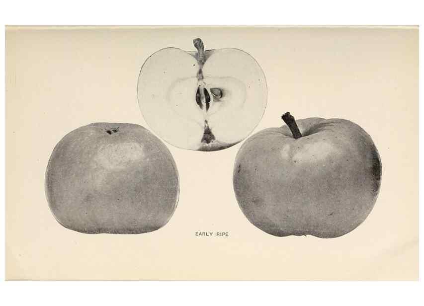 Reproducción/Reproduction 41379265625: The apples of New York /. Albany :J.B. Lyon,1905.. 