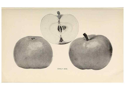 Reproducción/Reproduction 41379265625: The apples of New York /. Albany :J.B. Lyon,1905.. 