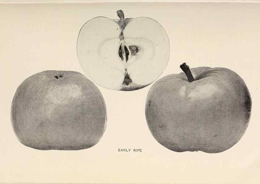 Reproducción/Reproduction 41379265625: The apples of New York /. Albany :J.B. Lyon,1905.. 