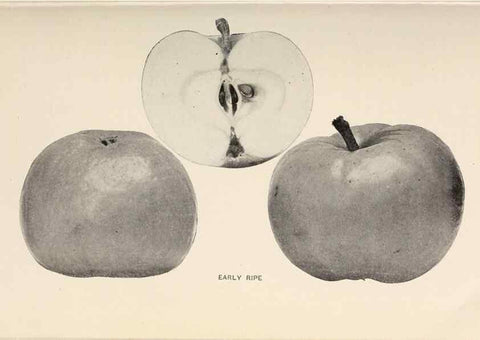Reproducción/Reproduction 41379265625: The apples of New York /. Albany :J.B. Lyon,1905.. 