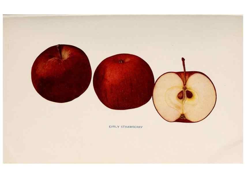 Reproducción/Reproduction 41379267295: The apples of New York /. Albany :J.B. Lyon,1905.. 