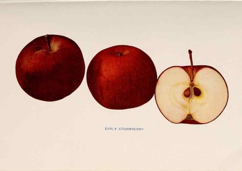 Reproducción/Reproduction 41379267295: The apples of New York /. Albany :J.B. Lyon,1905.. 